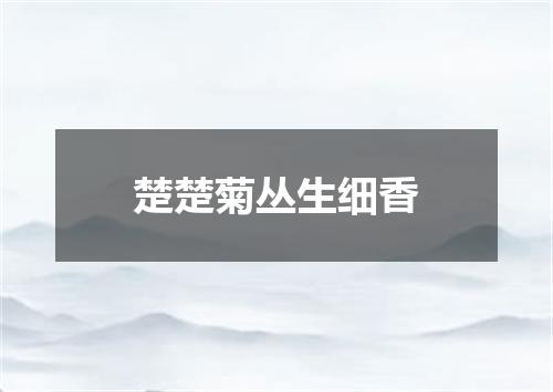 楚楚菊丛生细香