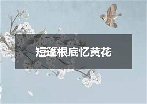 短篷根底忆黄花