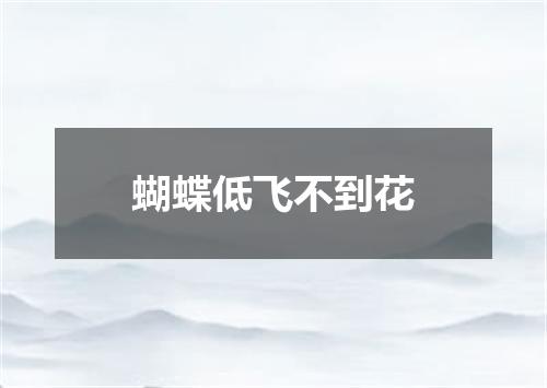 蝴蝶低飞不到花