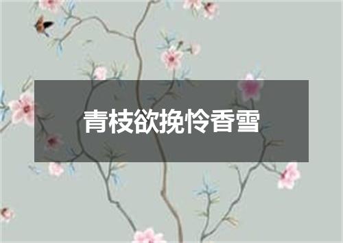 青枝欲挽怜香雪