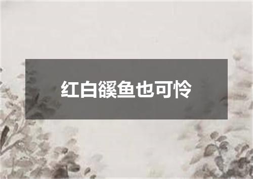 红白豀鱼也可怜
