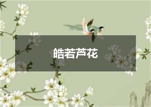 皓若芦花