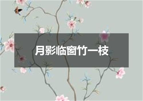 月影临窗竹一枝