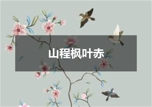 山程枫叶赤