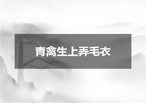 青禽生上弄毛衣