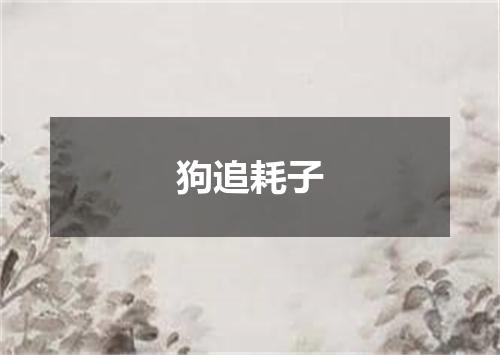 狗追耗子