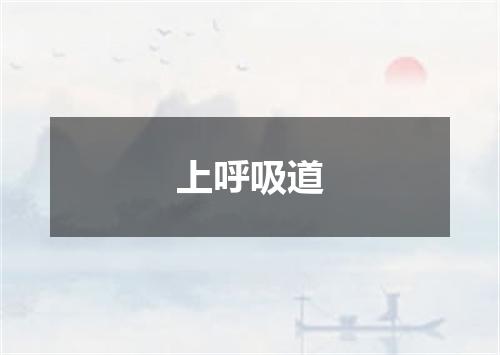 上呼吸道