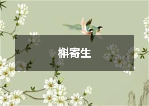 槲寄生