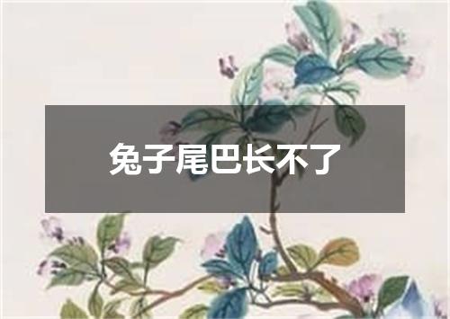 兔子尾巴长不了