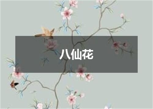 八仙花