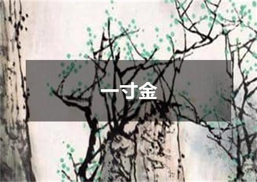 一寸金