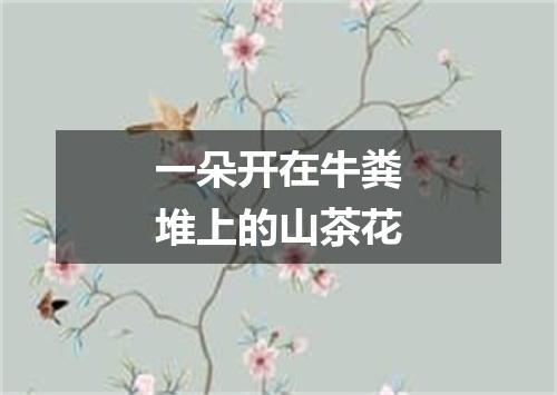 一朵开在牛粪堆上的山茶花