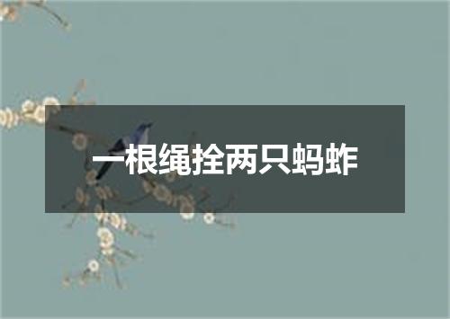 一根绳拴两只蚂蚱