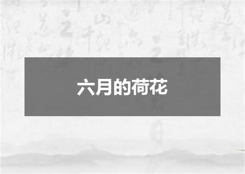 六月的荷花