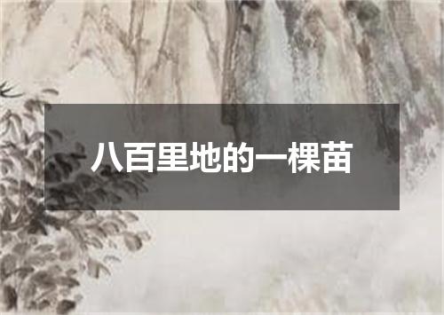 八百里地的一棵苗