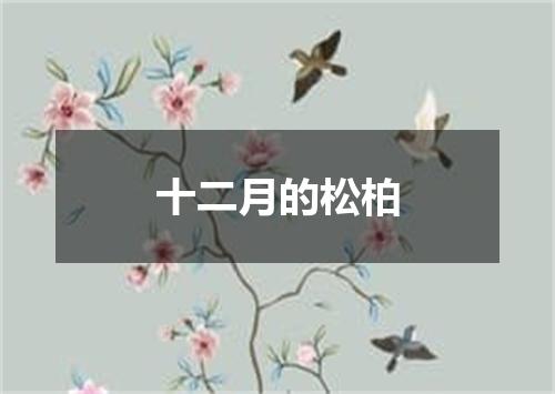 十二月的松柏