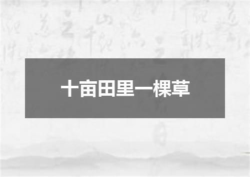 十亩田里一棵草