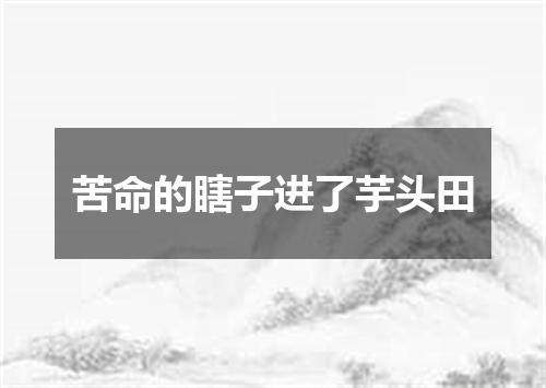 苦命的瞎子进了芋头田
