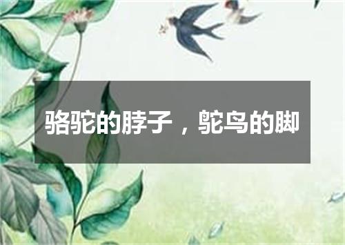 骆驼的脖子，鸵鸟的脚