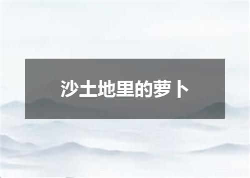 沙土地里的萝卜