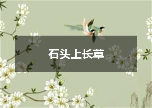 石头上长草