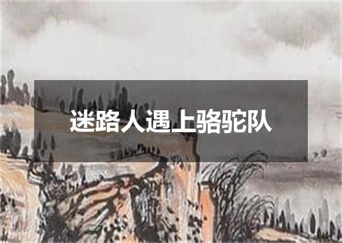 迷路人遇上骆驼队