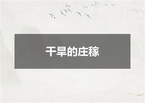 干旱的庄稼