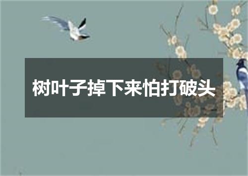 树叶子掉下来怕打破头