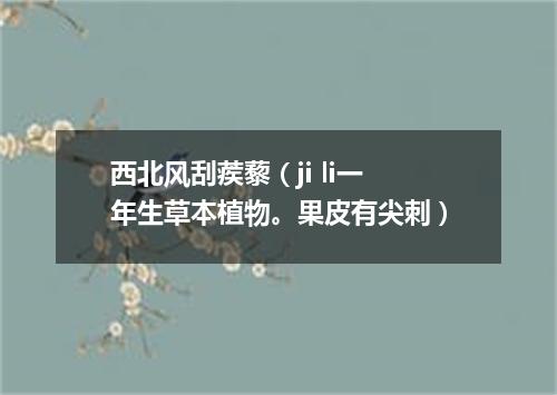 西北风刮蒺藜（ji li一年生草本植物。果皮有尖刺）