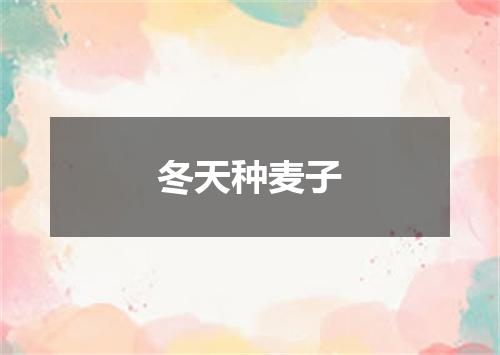 冬天种麦子