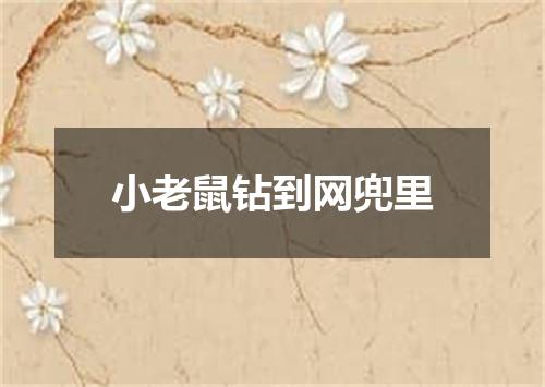 小老鼠钻到网兜里
