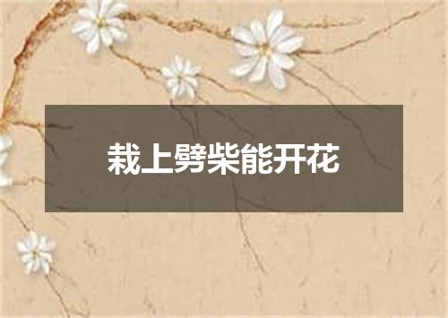 栽上劈柴能开花