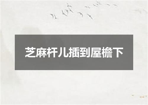 芝麻杆儿插到屋檐下