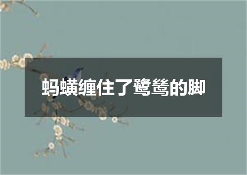 蚂蟥缠住了鹭鸶的脚