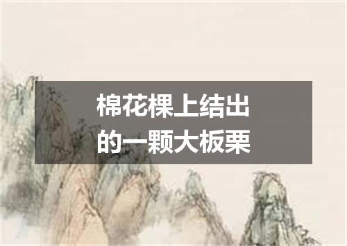 棉花棵上结出的一颗大板栗