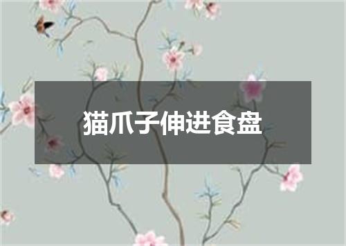 猫爪子伸进食盘