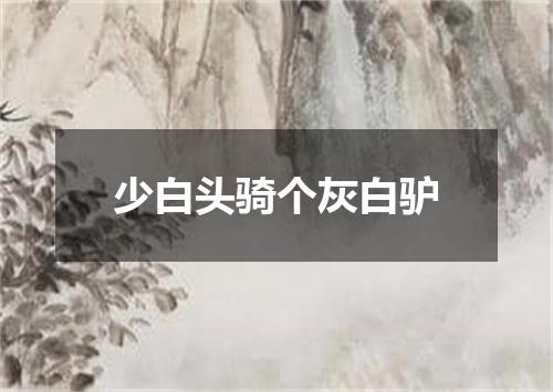 少白头骑个灰白驴