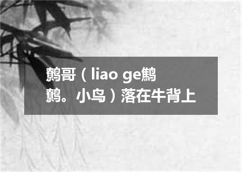 鹩哥（liao ge鹪鹩。小鸟）落在牛背上