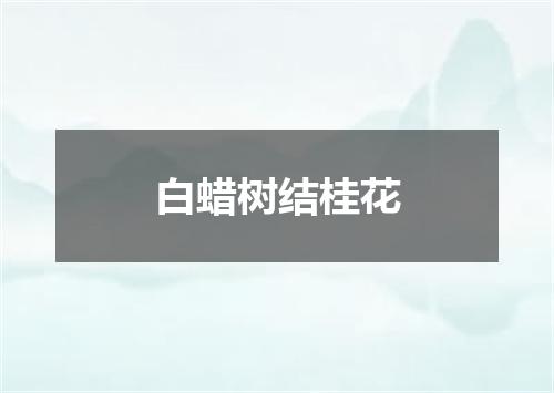 白蜡树结桂花