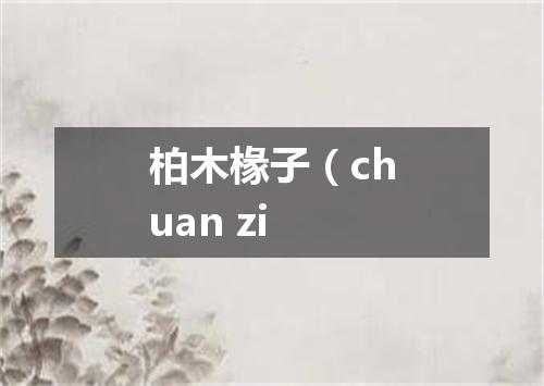 柏木椽子（chuan zi