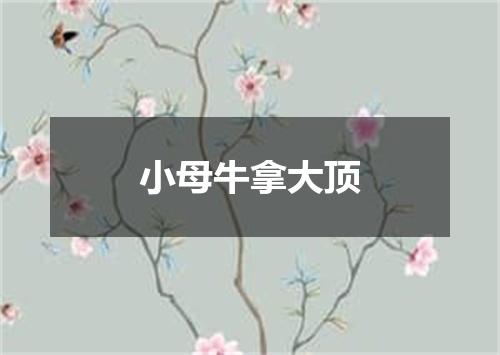 小母牛拿大顶