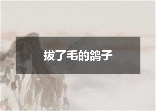 拔了毛的鸽子