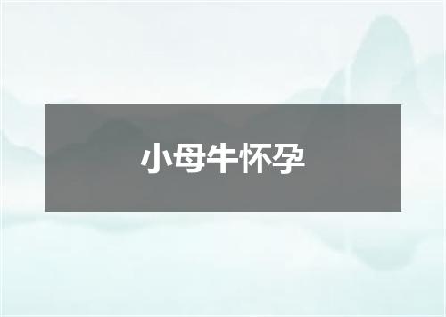 小母牛怀孕