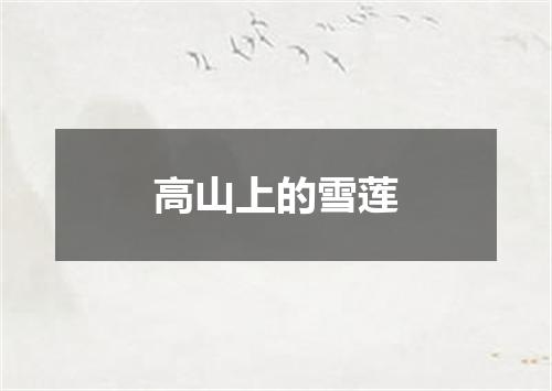 高山上的雪莲