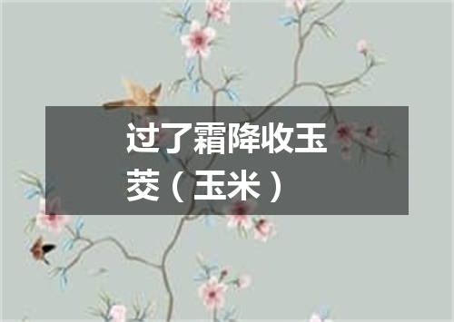 过了霜降收玉茭（玉米）