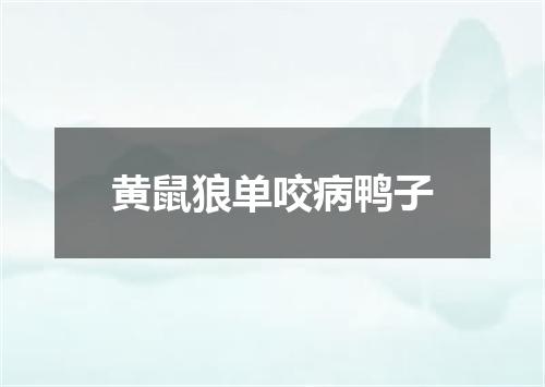 黄鼠狼单咬病鸭子