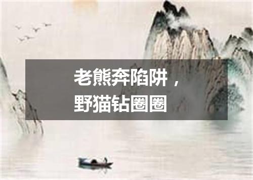 老熊奔陷阱，野猫钻圈圈