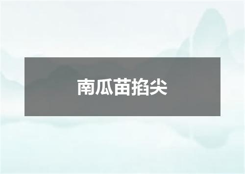 南瓜苗掐尖