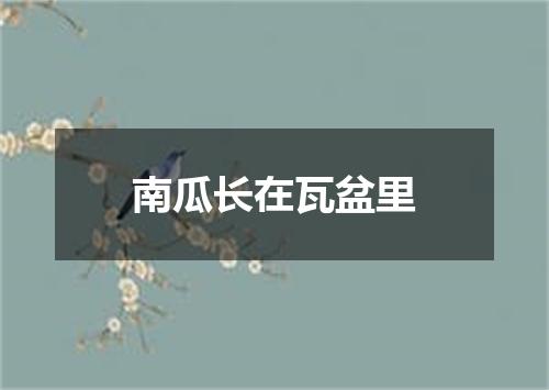 南瓜长在瓦盆里