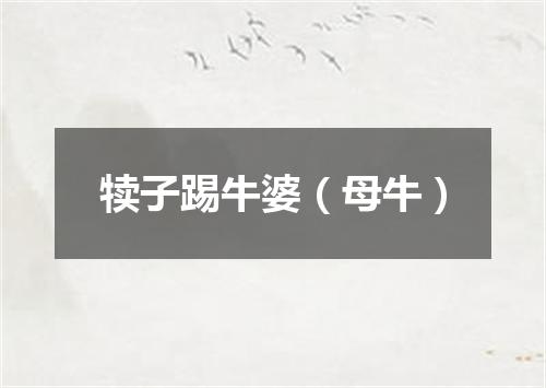 犊子踢牛婆（母牛）